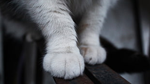 white cat paws on a brown wooden surface